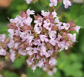 Origanum vulgare